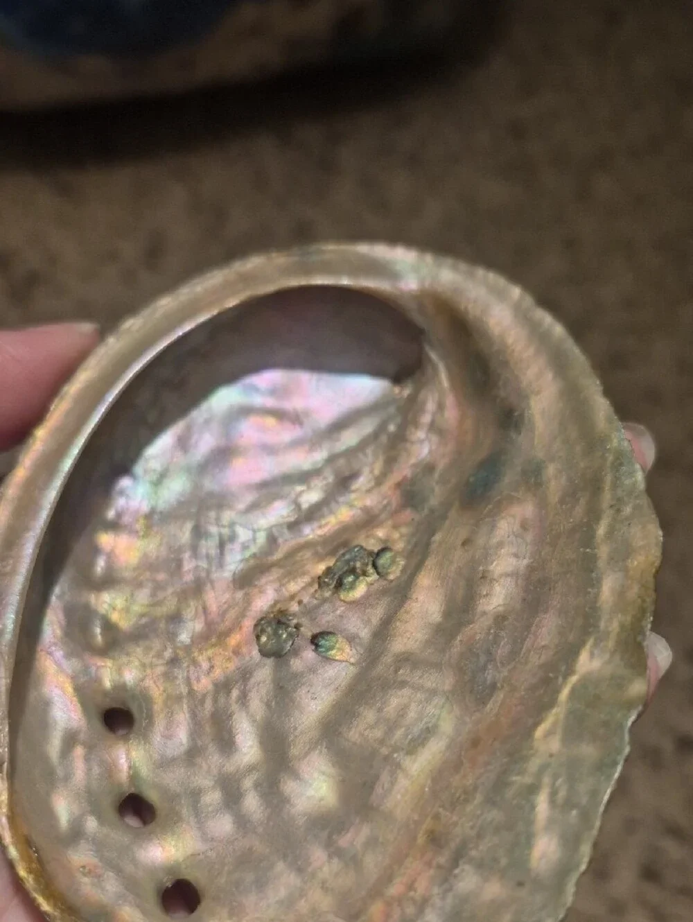 Natural Iridescent Abalone Shell Display - Multi-Pearl Finish